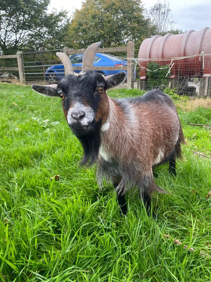 Pygmy Goats x2Females - Image 2
