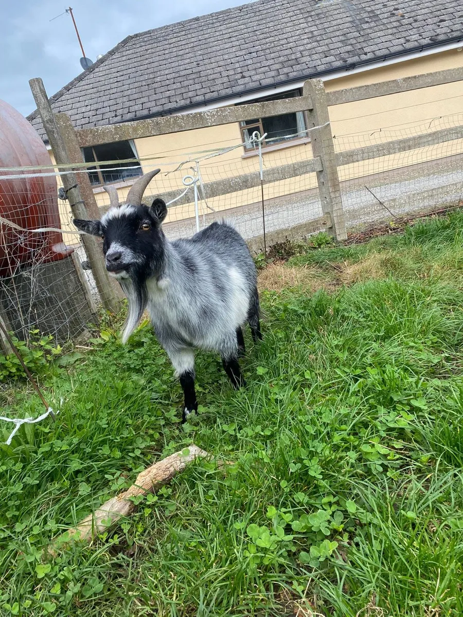 Pygmy Goats x2Females - Image 3