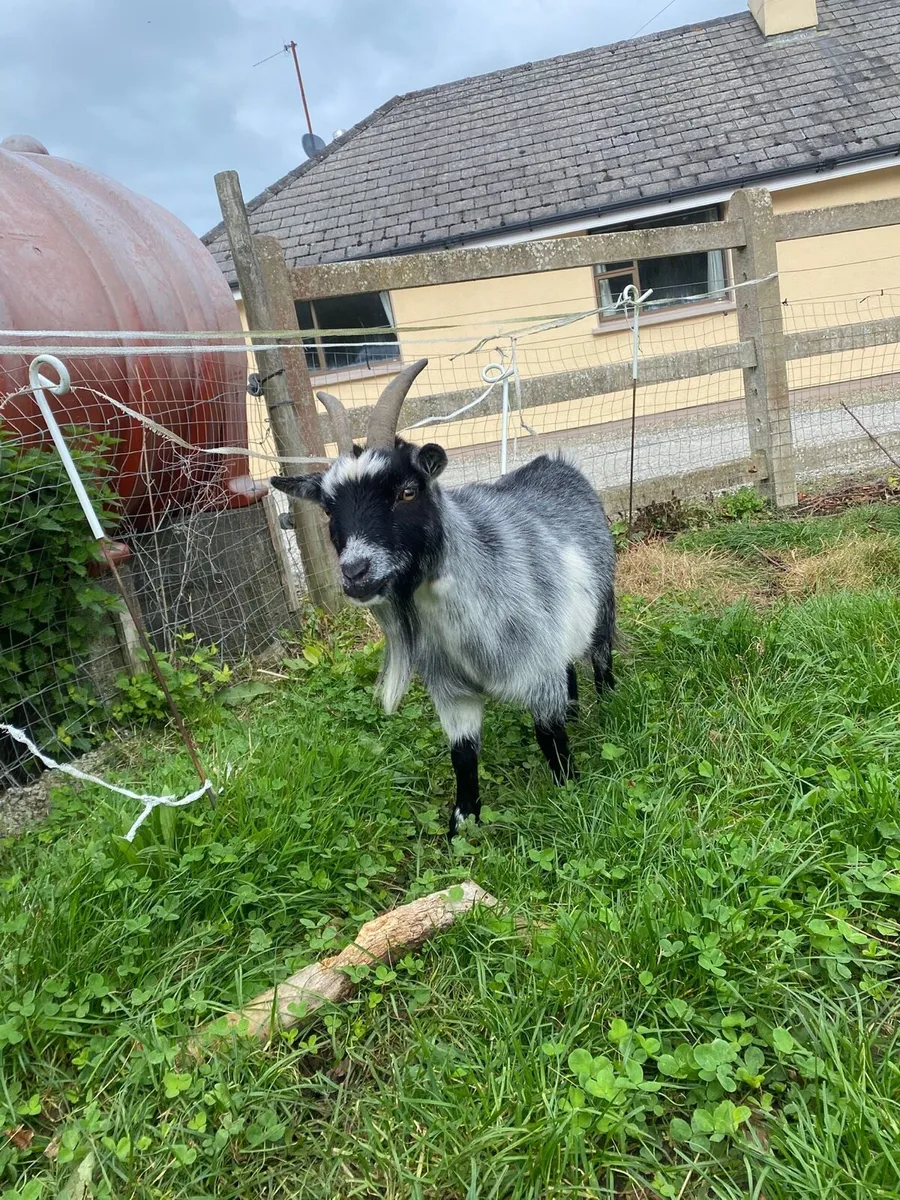 Pygmy Goats x2Females - Image 4