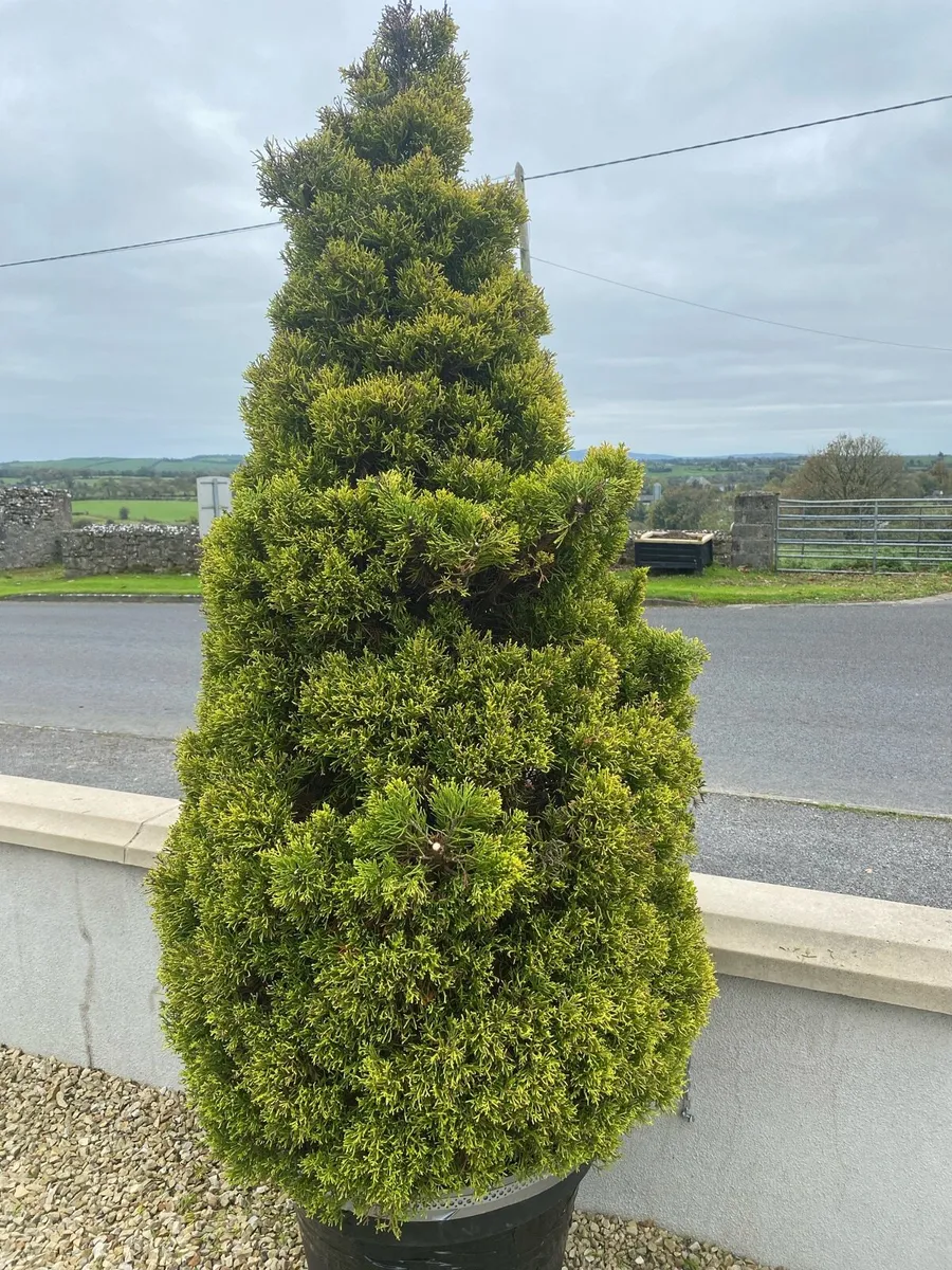 Garden evergreen trees potted x 4 - Image 1
