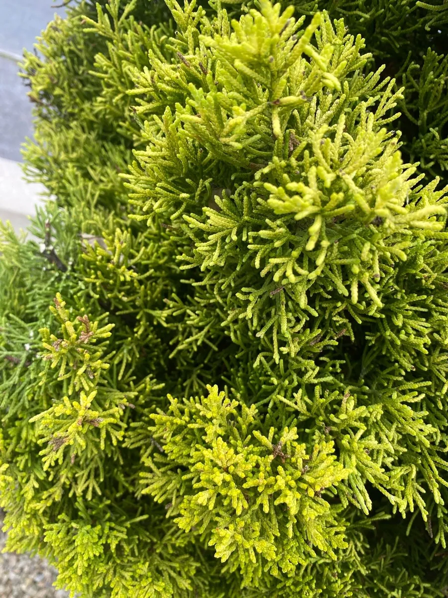 Garden evergreen trees potted x 4 - Image 2