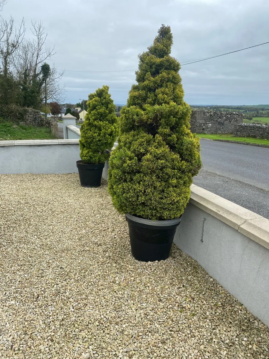 Garden evergreen trees potted x 4 - Image 3