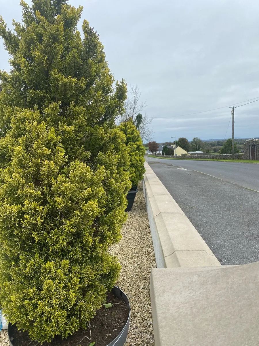 Garden evergreen trees potted x 4 - Image 4