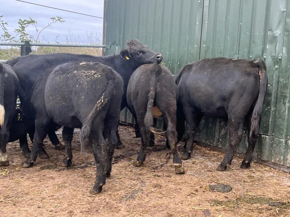 10 super  Angus  store bullocks - Image 1