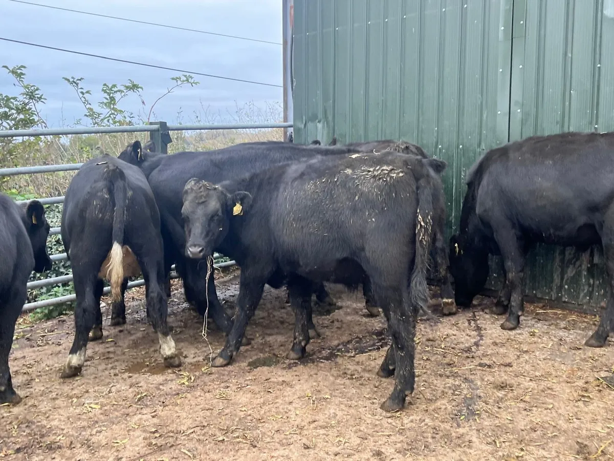 10 super  Angus  store bullocks - Image 2