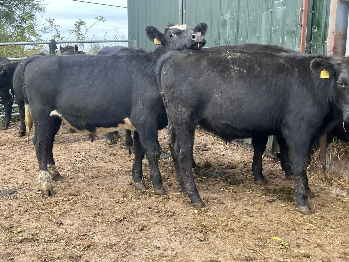 10 super  Angus  store bullocks - Image 3