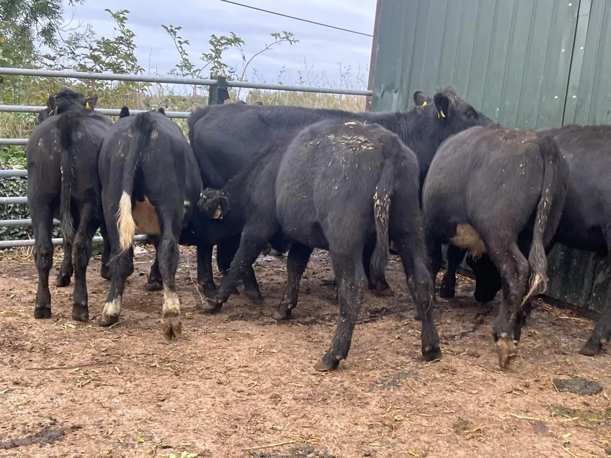 10 super  Angus  store bullocks - Image 4