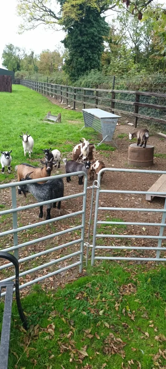 Pigmy kid goats - Image 1