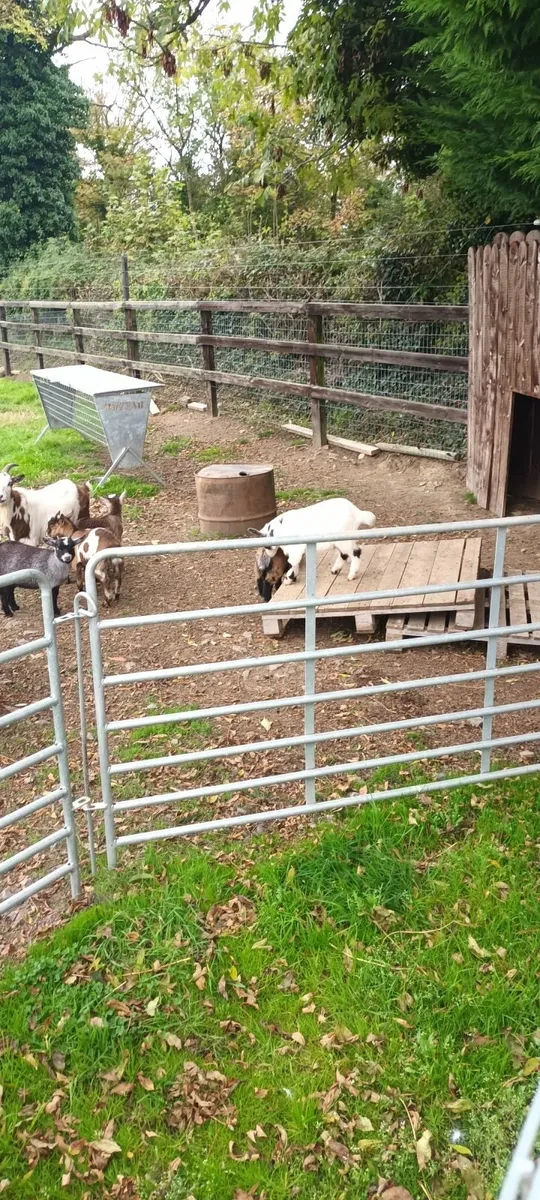 Pigmy kid goats - Image 2