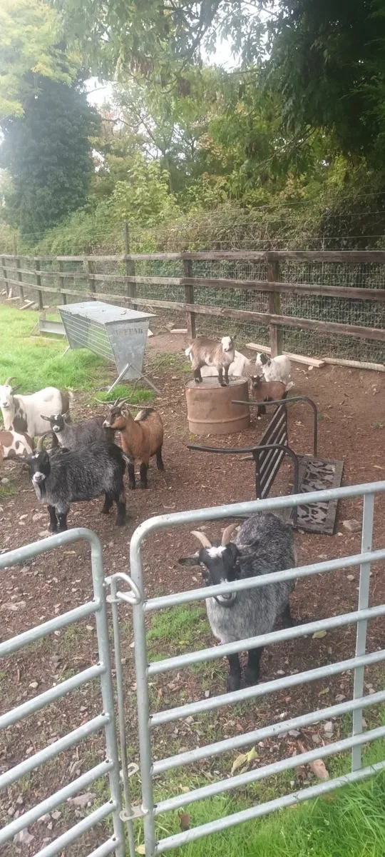 Pigmy kid goats - Image 3