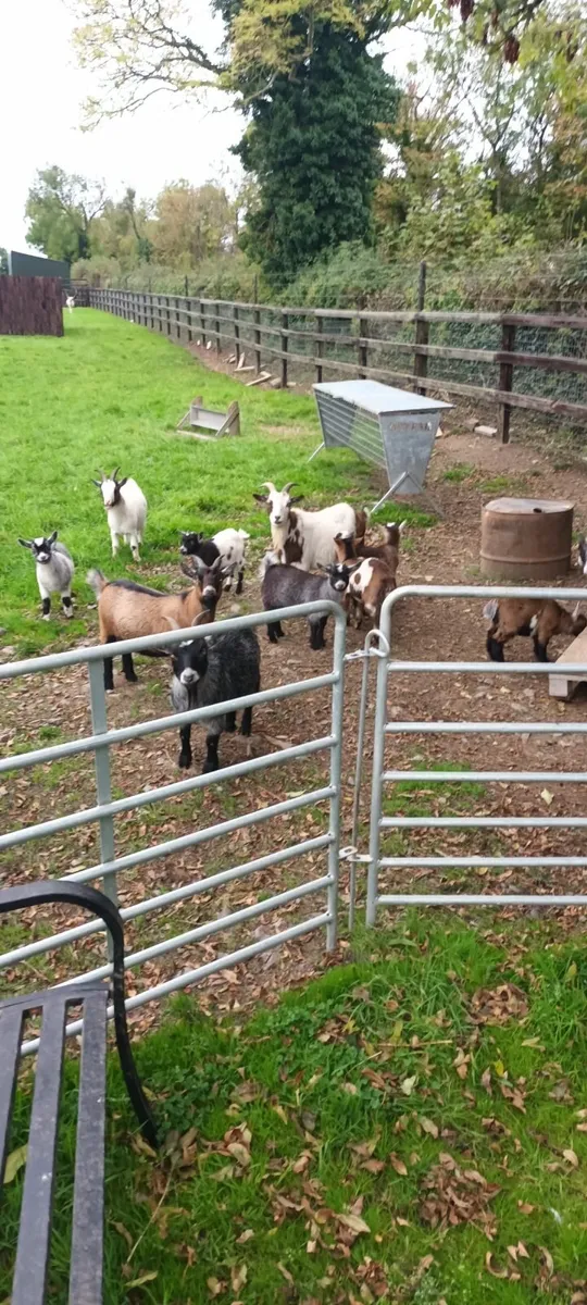 Pigmy kid goats - Image 4