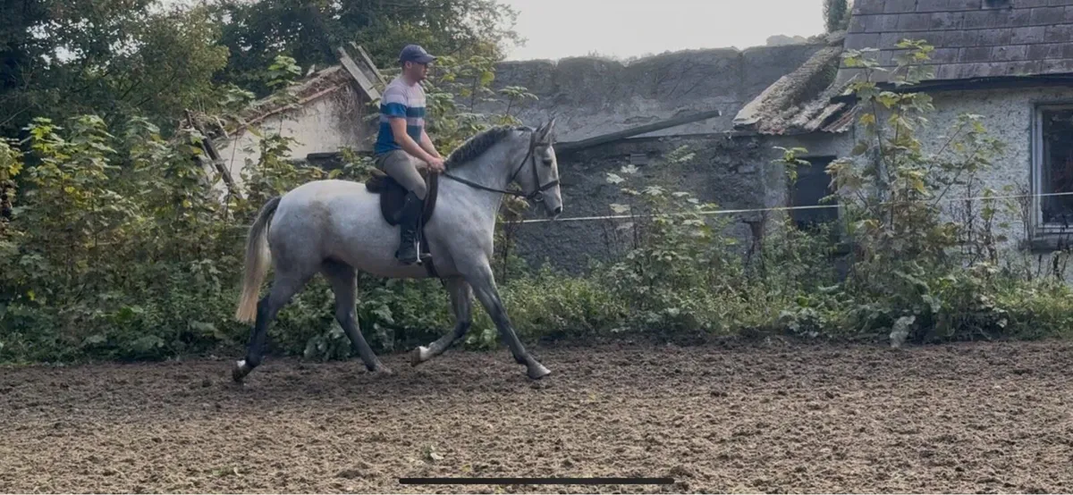 4yr old mare - Image 1