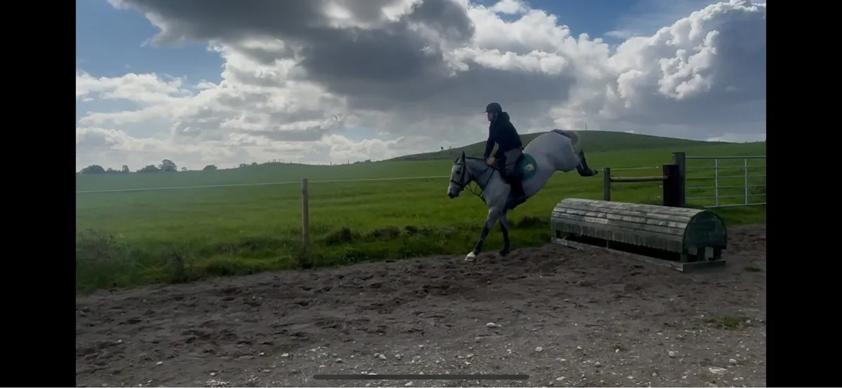 4yr old mare - Image 2