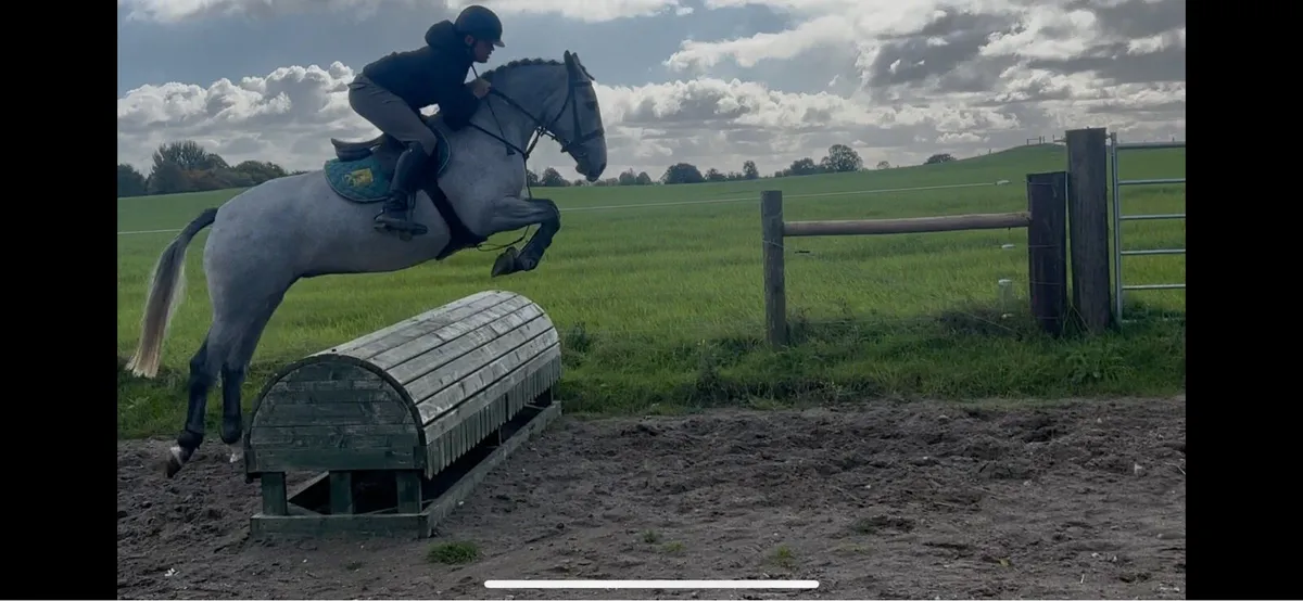4yr old mare - Image 3