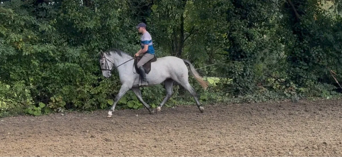 4yr old mare - Image 4