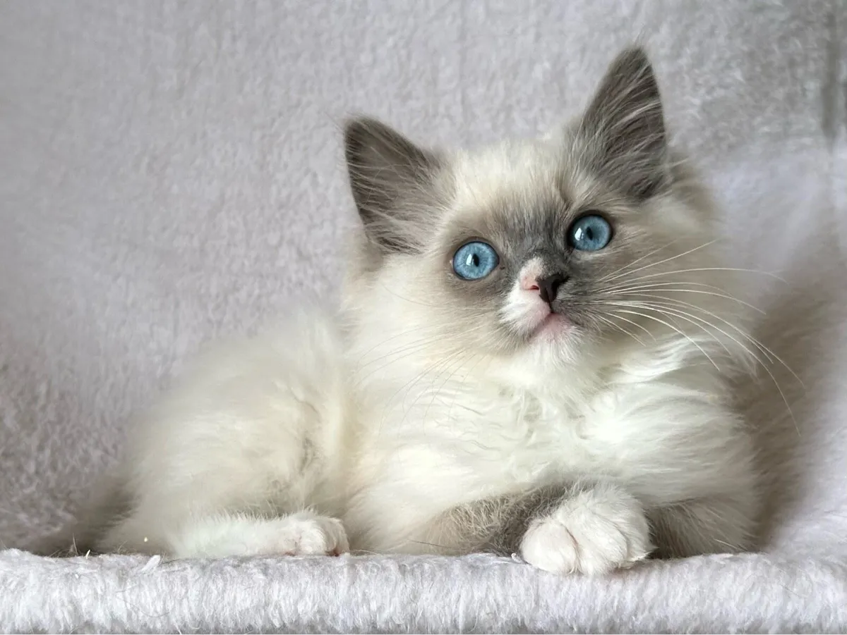 Ragdoll Female Kittens - Image 1