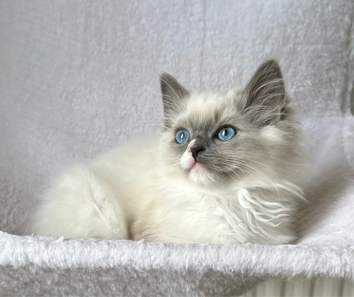 Ragdoll Female Kittens - Image 2