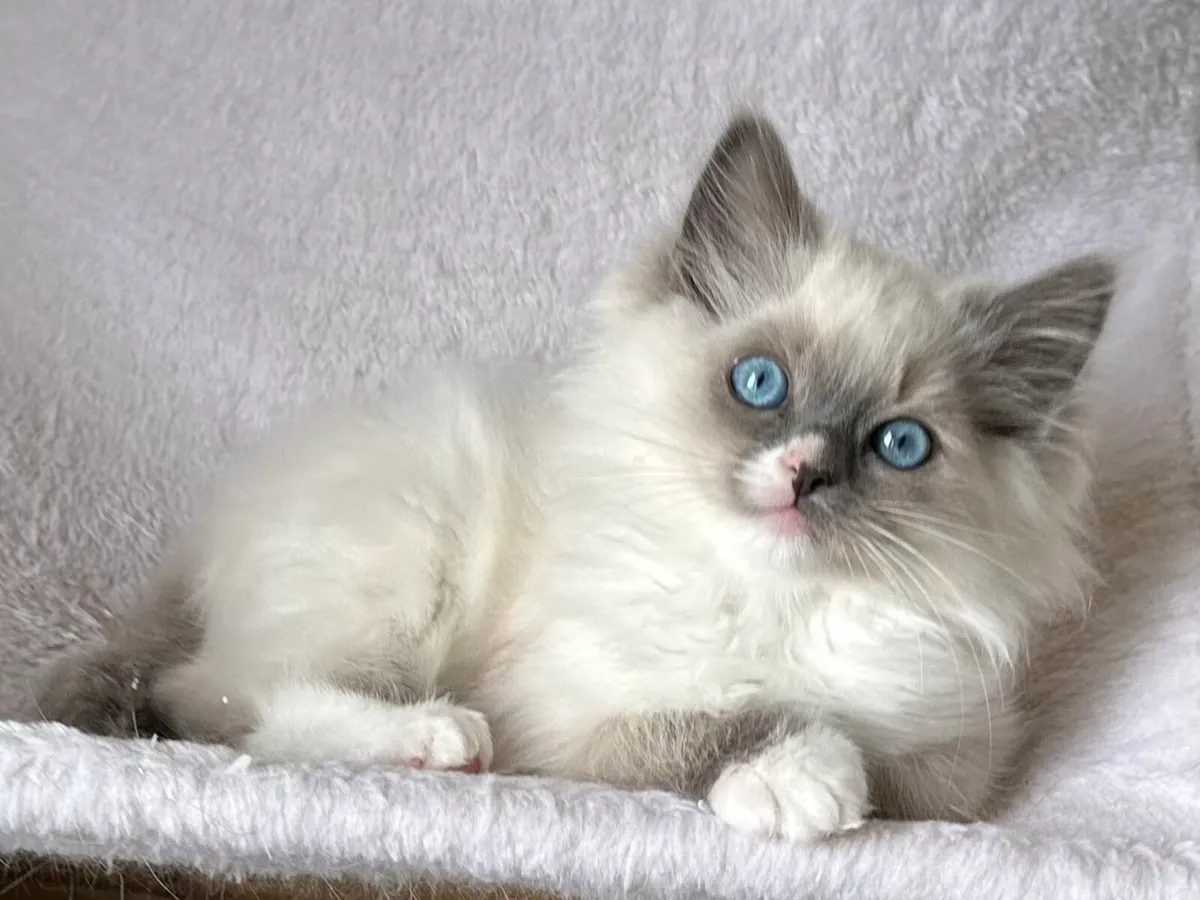 Ragdoll Female Kittens - Image 3