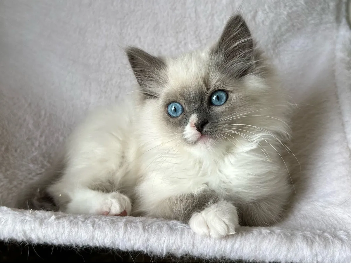 Ragdoll Female Kittens - Image 4