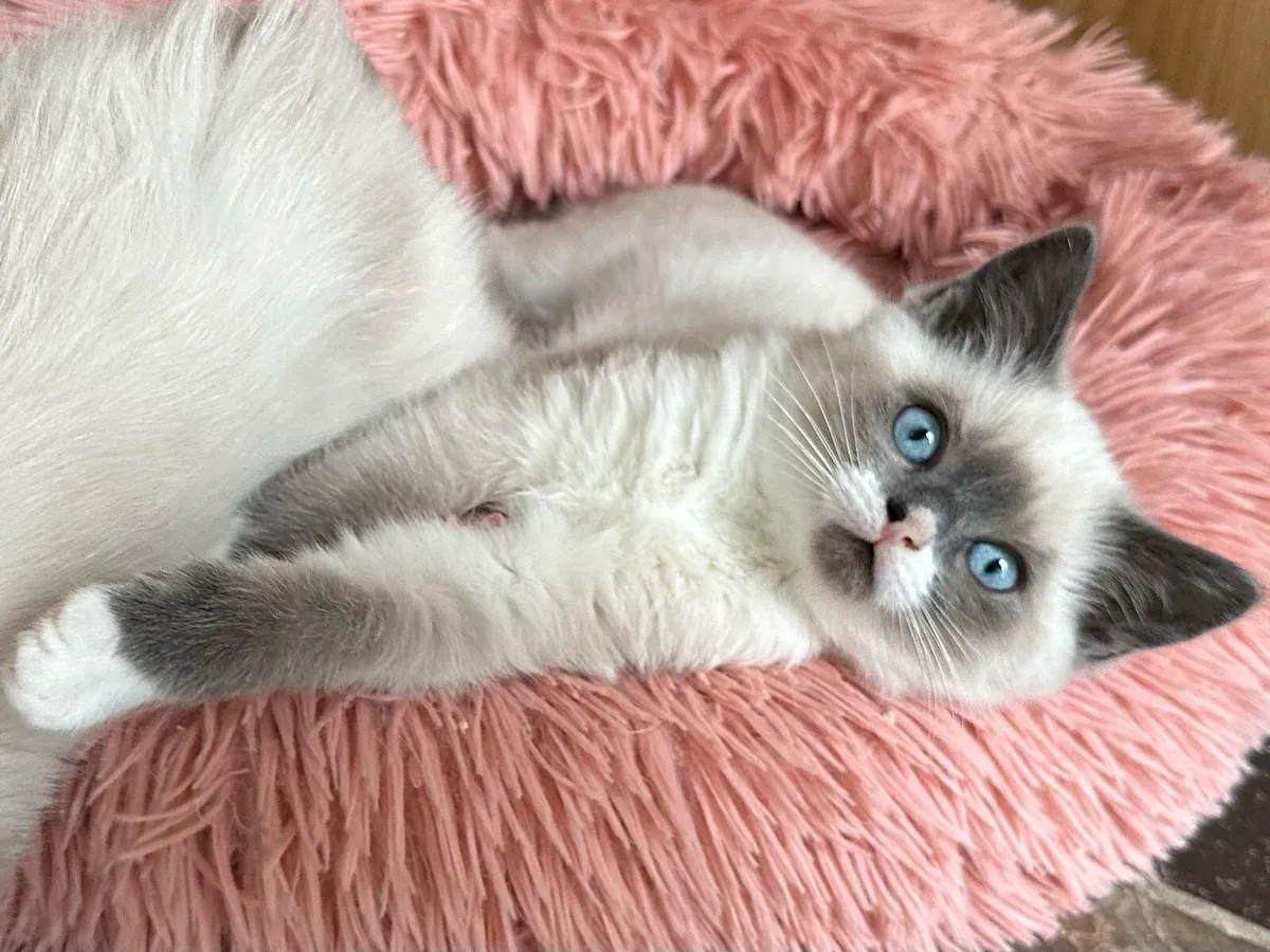 1 Ragdoll Female Kitten - Image 1