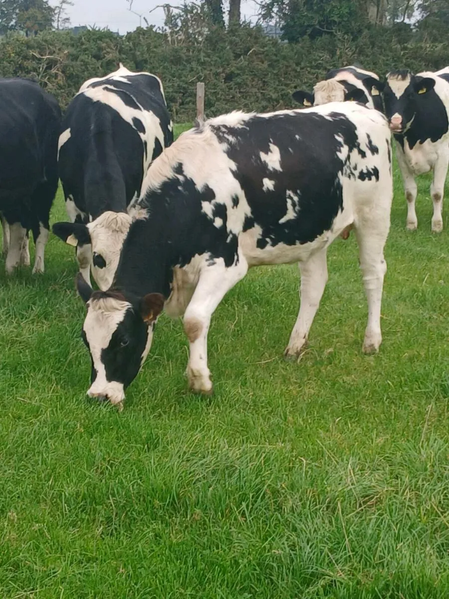 8 Incalf heifers - Image 1