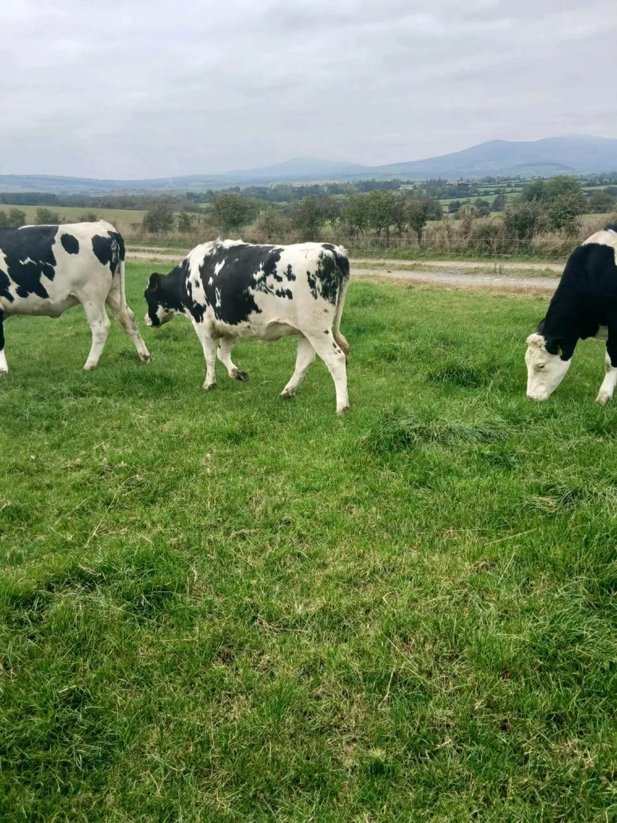 8 Incalf heifers - Image 2
