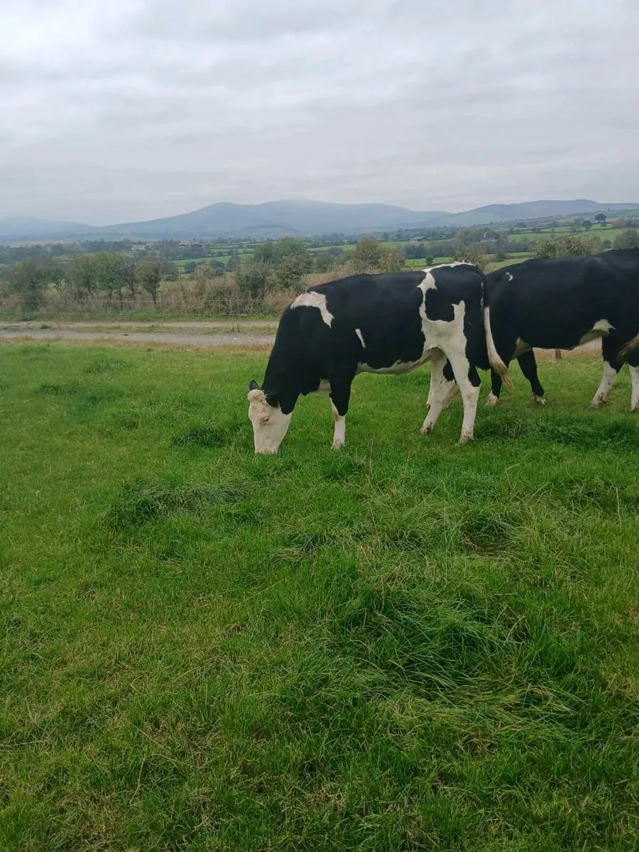 8 Incalf heifers - Image 3