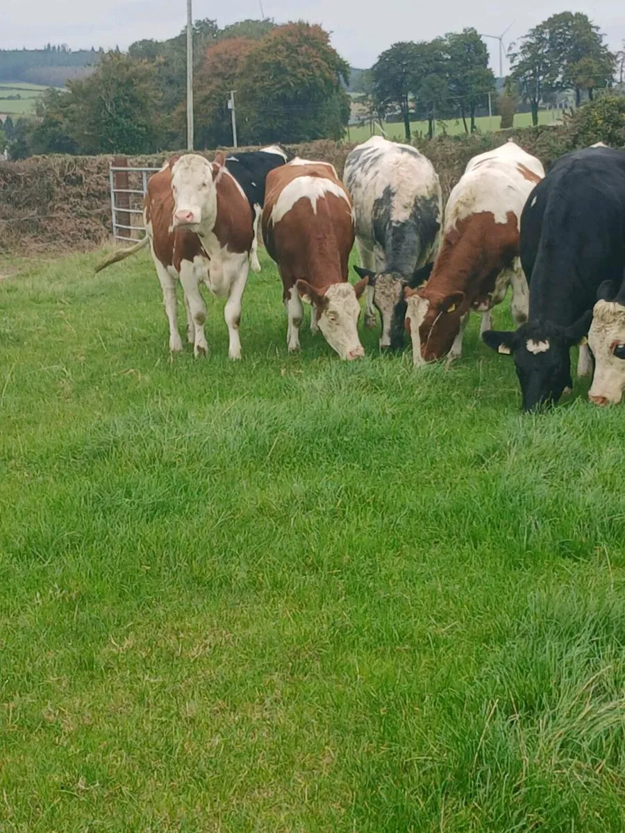 8 Incalf heifers - Image 4