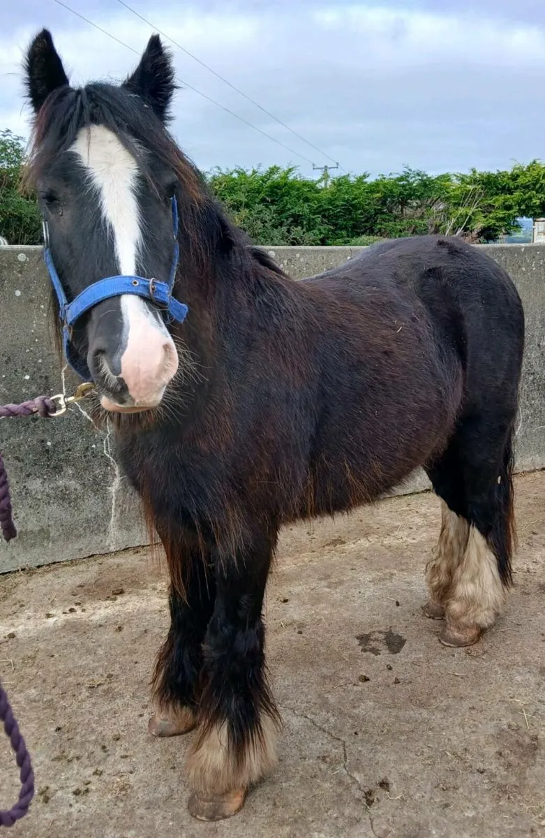 Gelding - Image 1