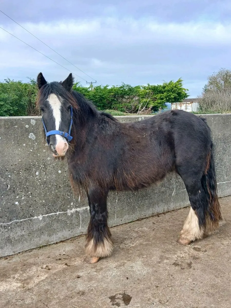Gelding - Image 2