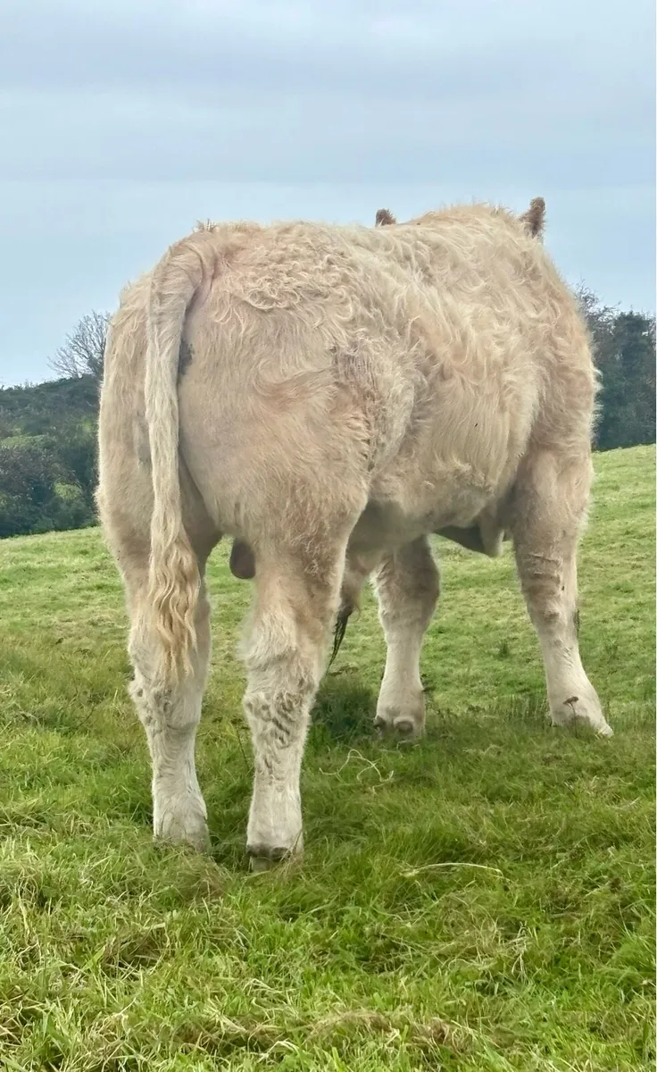 Charolais Weanlings Ennis Tuesday - Image 2