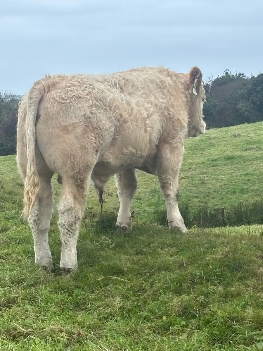 Charolais Weanlings Ennis Tuesday - Image 3
