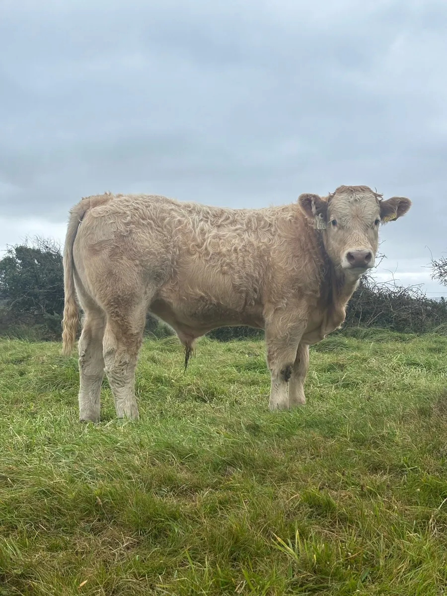 Charolais Weanlings Ennis Tuesday - Image 4