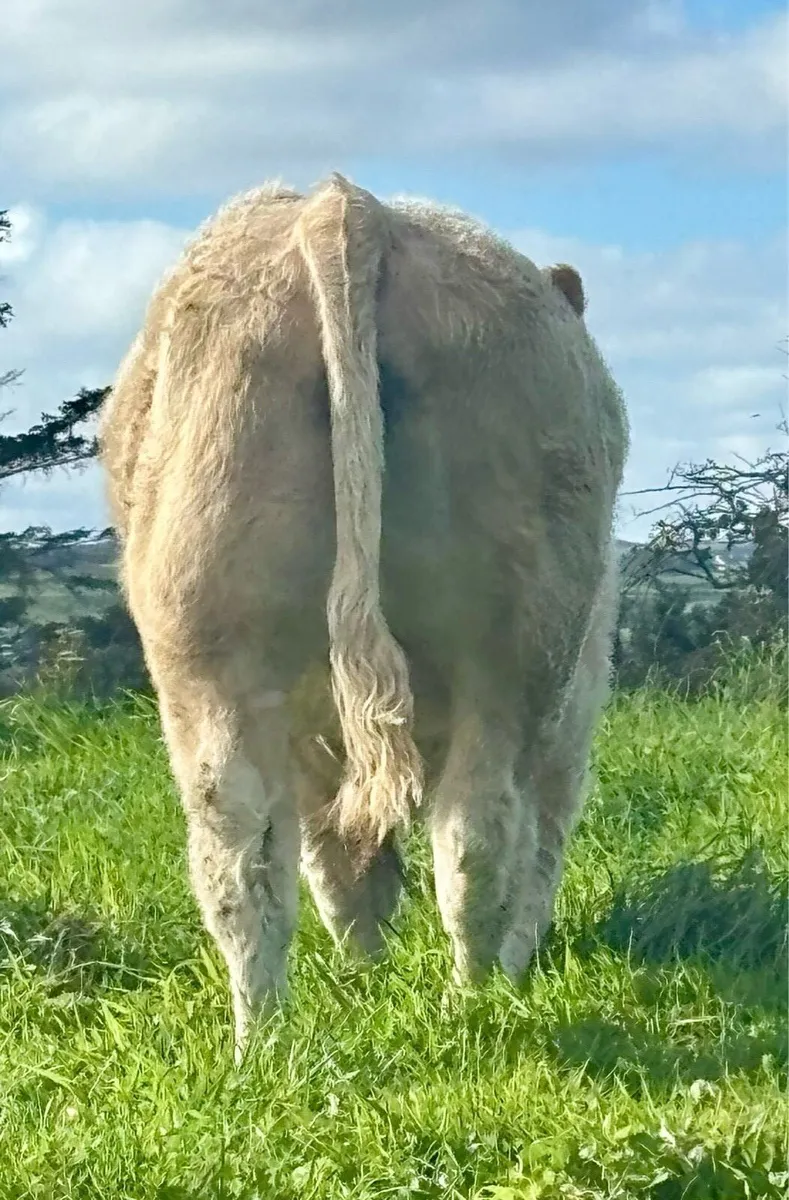 Charolais Weanlings Ennis Tuesday - Image 1