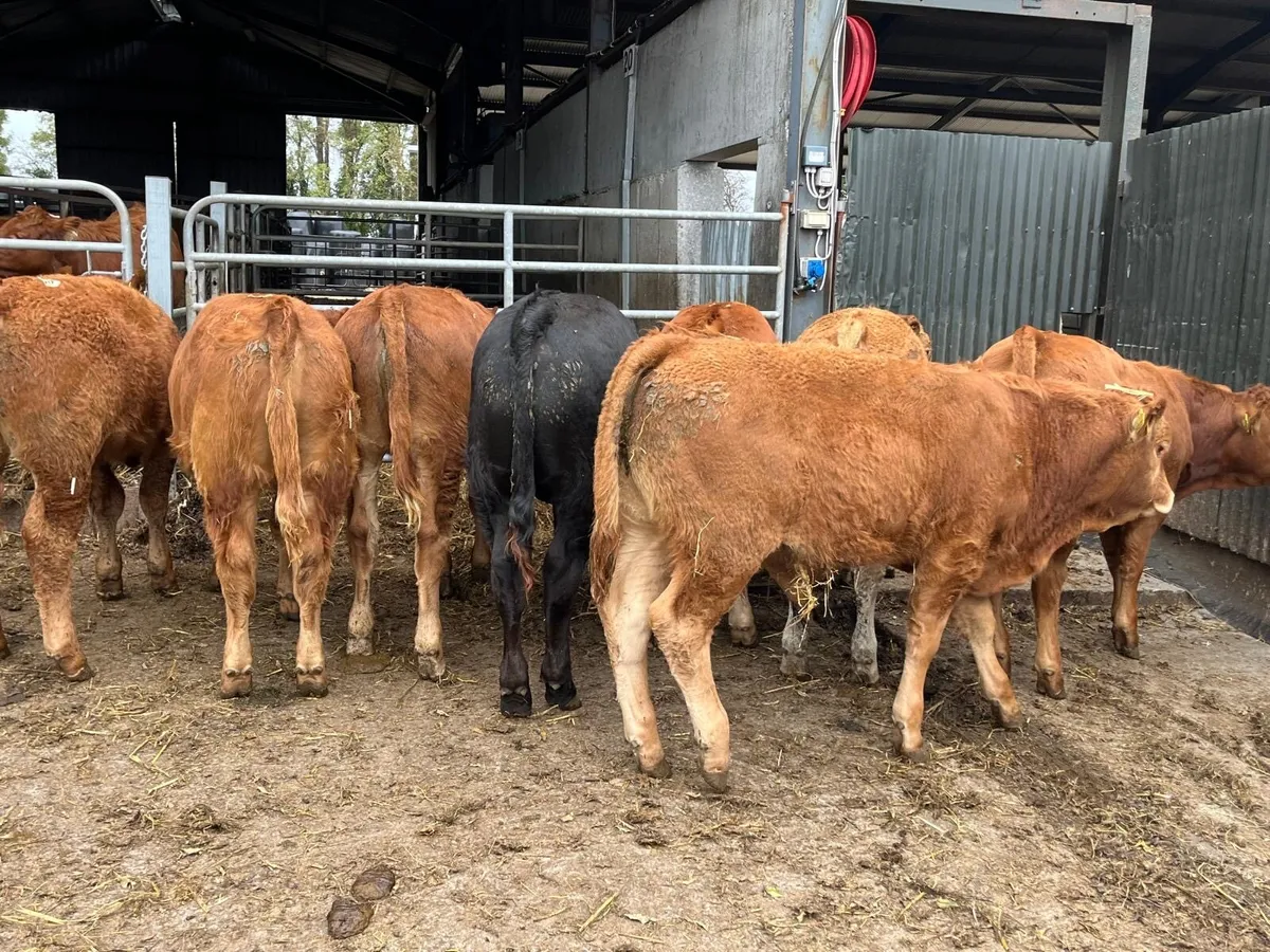 12 super  limousin bull  weanlings - Image 1