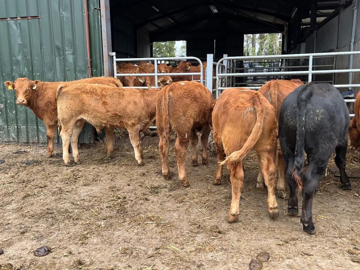 12 super  limousin bull  weanlings - Image 2