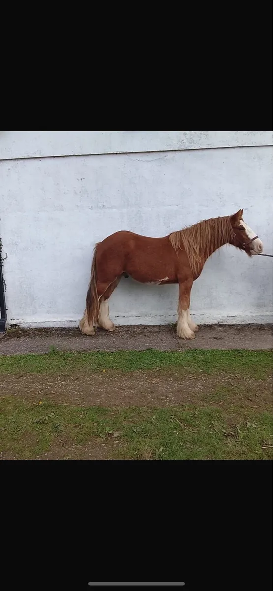 Two 3 Year OLD COBS - Image 2