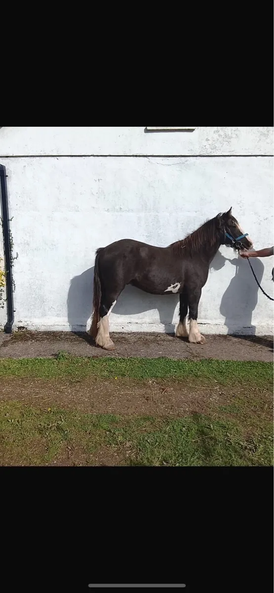 Two 3 Year OLD COBS - Image 3