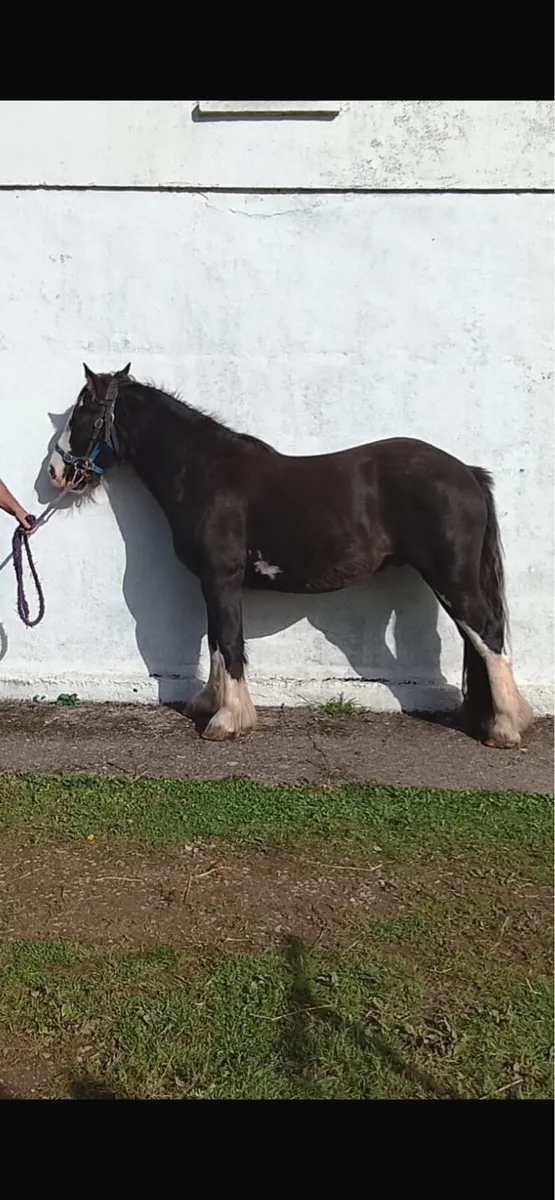 Two 3 Year OLD COBS - Image 4