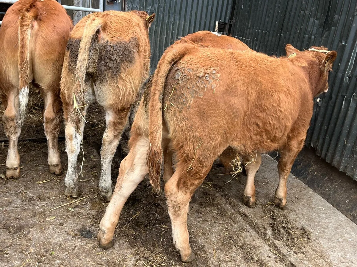 12 super  limousin bull  weanlings - Image 3
