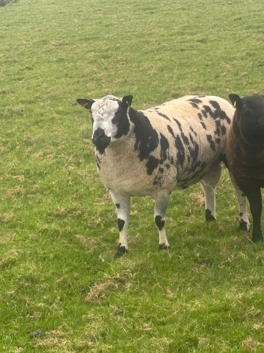 Sheep - Image 1