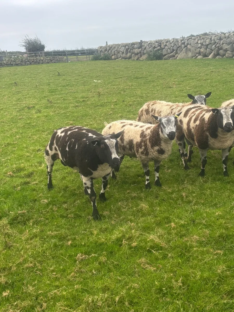 Sheep - Image 2