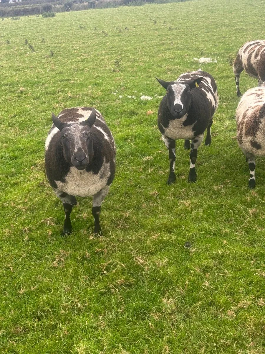 Sheep - Image 3