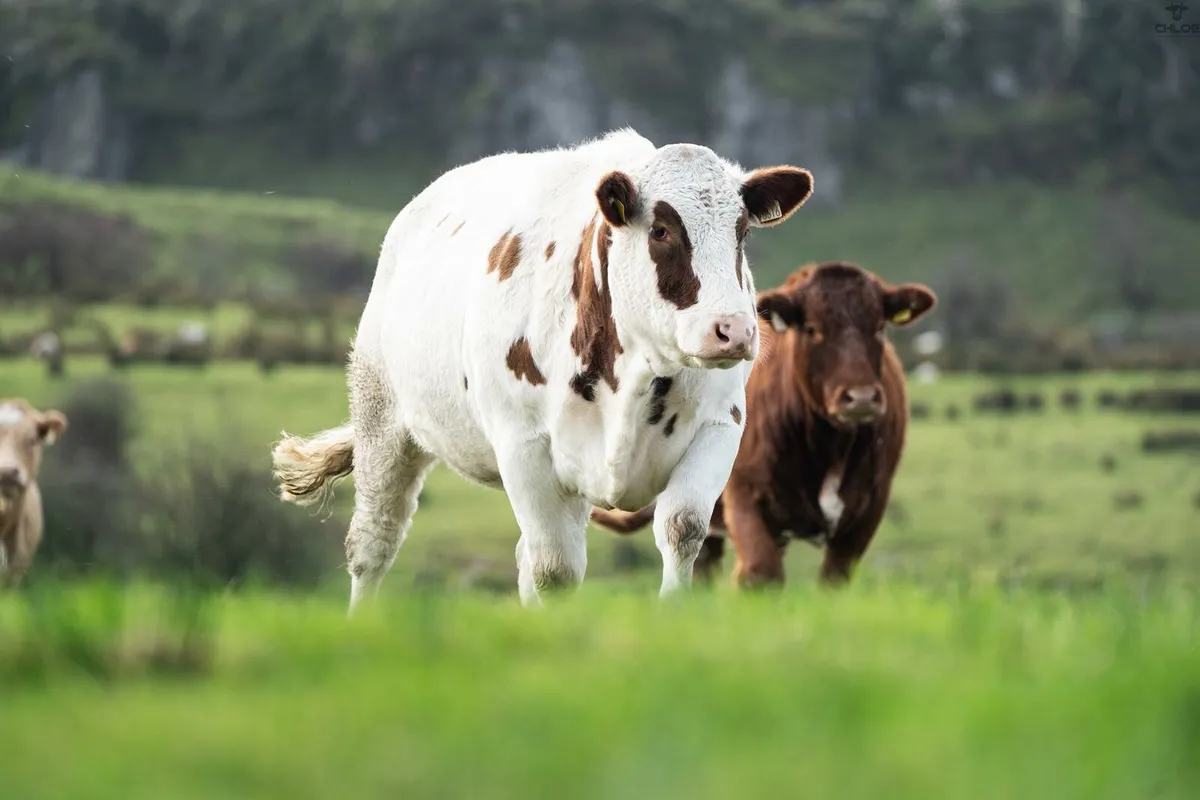 Incalf Heifers - Image 2