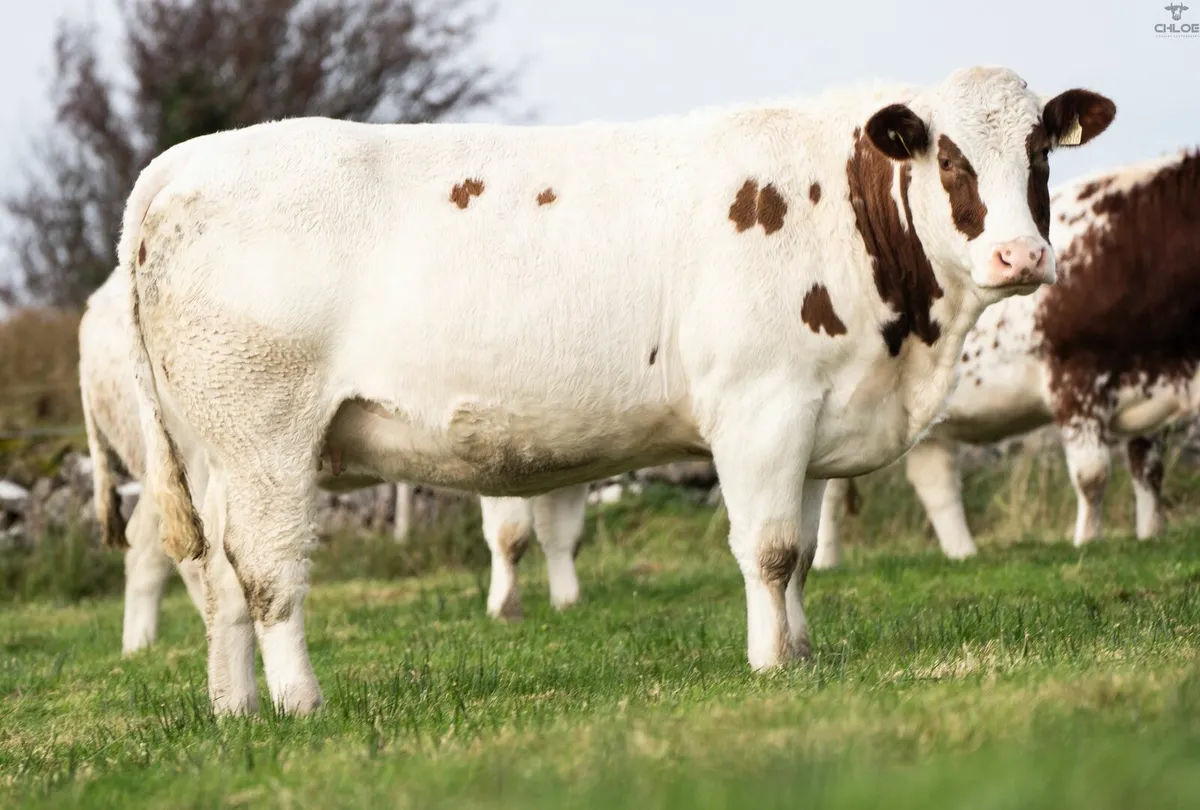 Incalf Heifers - Image 3
