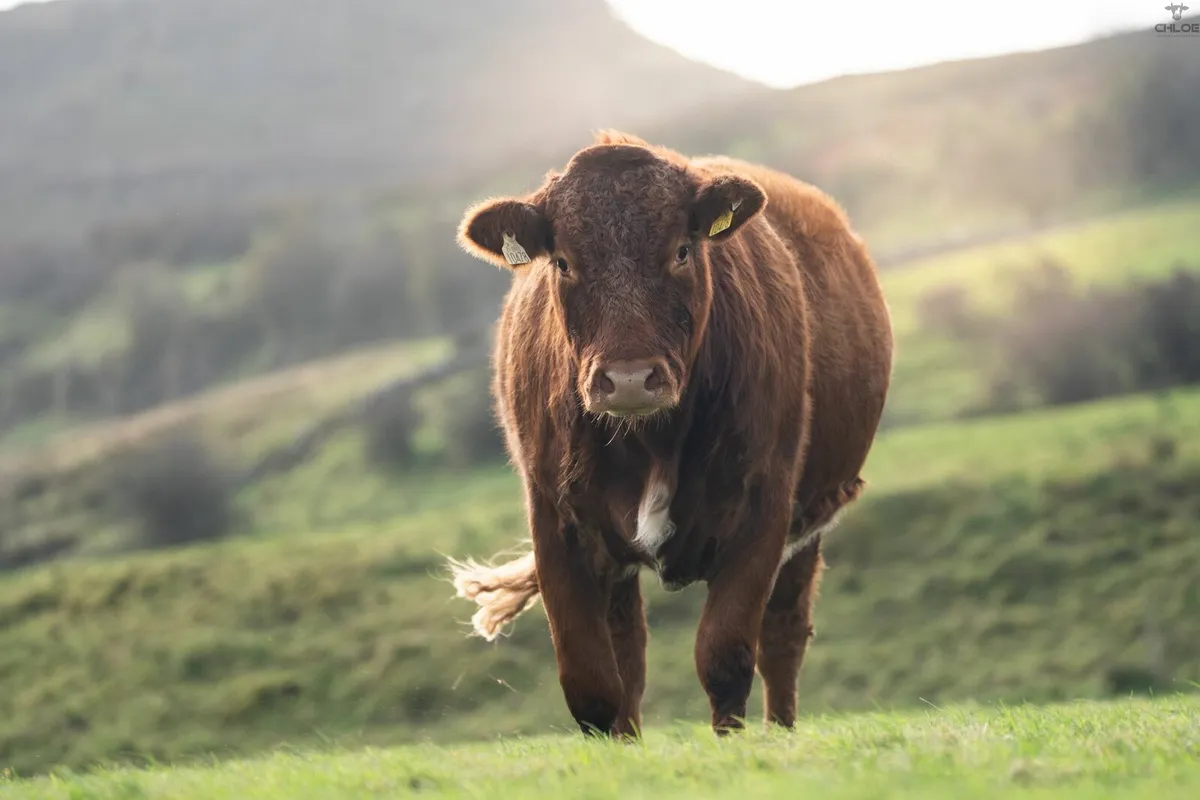 Incalf Heifers - Image 4