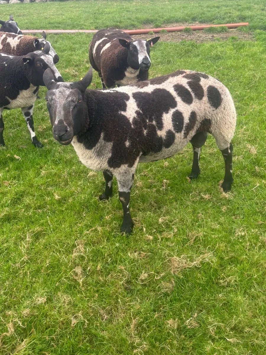 Sheep - Image 4