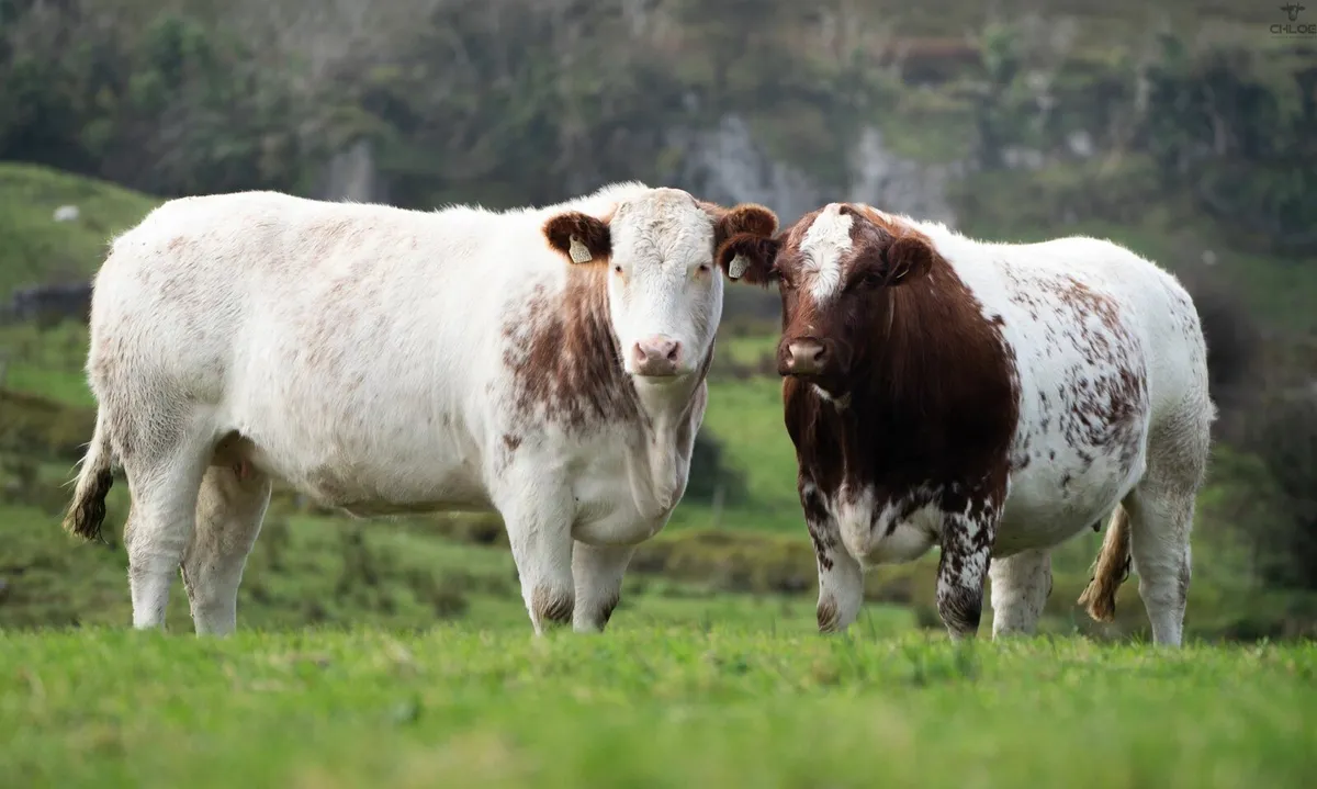 Incalf Heifers - Image 1