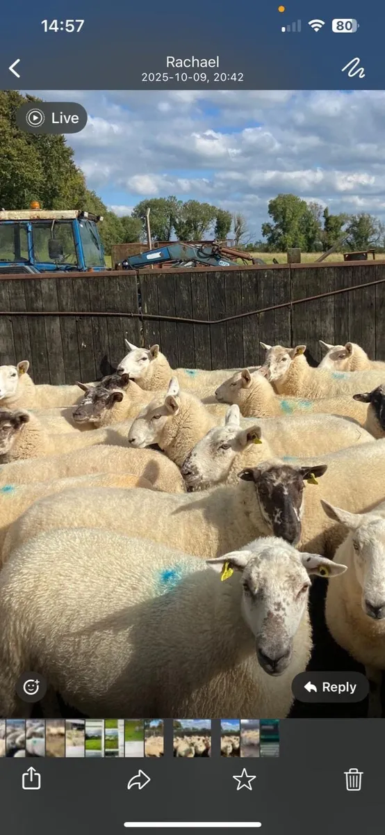 Ewe hoggets - Image 2