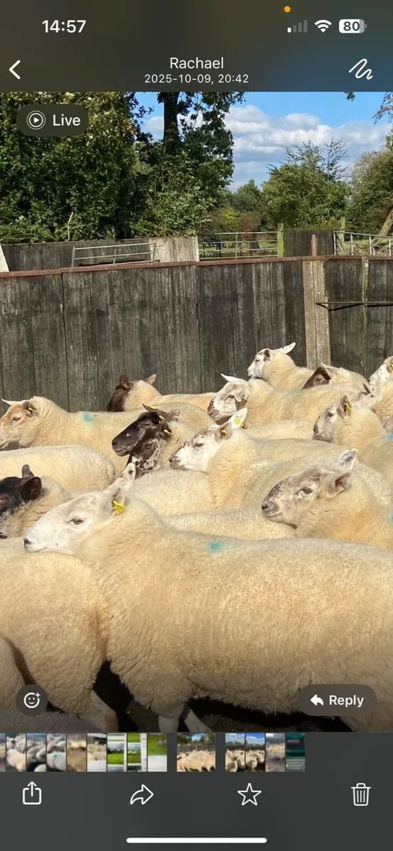 Ewe hoggets - Image 3